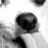 Tom S Dog Origins European Grandparent