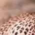 Discover Wild Life In It S Best Elements