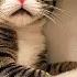Animali Divertenti I Video Di Cani E Gatti Più Divertenti 3