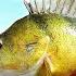 PERCH PRO 11 Episode 1