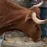CASI SE VA UNA DE LAS VACAS EN ESTÁ EDICIÓN DE LA NOGUERA 2025 NOGUERUELAS TERUEL VACAS FIESTAS