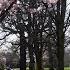 Search For Cherry Blossom In London Spring Vlog