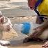 Poor Monkey Moon Just Wanted A Friend But The Kitten Attacked Her