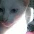 Senorita Shorts Cats Cute Catlover Viral Viralvideo