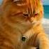 Music Dj Electronicmusic Housemusic Edm Ai Marvel Animallife Animatedanimal Duck