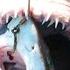 15 Weirdest Things Swallowed By A Shark