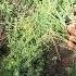 Harvesting Of Carrots