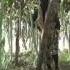 Sivagangai Farmers Grow Vegetables Through Organic Farming