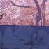 Cherry Blossom Road Chill Lofi Relaxing Music