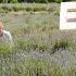 California Road Trip Samantha Brown S Places To Love FULL 4K EPISODE
