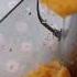 AMZCHEF 916F Slow Masticating Juicer Orange Juice Good For Health With Installation Instructions