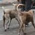 April 15 2025He Will Wait Doglover Puppy Streetdog Shorts