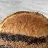 Basic Sourdough Homemade Shorts Bread Recipe Baking Food Yummy Satisfying Tutorial