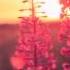 EcueD Roald Velden Kometenregen Original Mix FREE