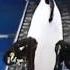 This Killer Whale RIPPED Her Trainer Dawn Brancheau