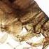 How Far Fleas Can Jump