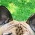TV For Dogs Park French Bulldogs Entertainment And Relaxing Video For Dogs