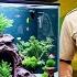 What Are Common Illnesses Of Aquarium Fish