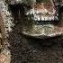 Strange Treasure Found By Treasure Hunters Many Have Seen The Treasure