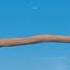 Ice Age Scrat Scream 2 Sound