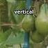 5 Easy Vegetables To Grow For Beginner Gardeners VegetableGardening Beginner Tips HomeGrown