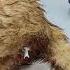 Feline Urethral Obstruction The Purr Fect Medical Emergency Cat Pets Dog