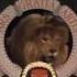 Metro Goldwyn Mayer George 1956
