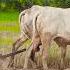 Wow Video 4k Plow Cows Plowing 4kvideo