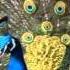 My Choice Waldo De Los Rios Mozart Symph No 40 Beautiful Birds