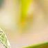 Healing Sleep Music 24 7 Relaxing Bamboo Nature Meditation Music Eliminate Stress Anxiety Now