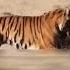 TIGER CATCHES A WARTHOG Shorts Lion Warthog Animalplanet
