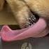 犬ASMR 最も無邪気な耳舐め Dog ASMR