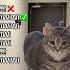 WiWiWi Cat Likes Gangnam Style