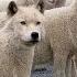 Identifying A Wolf In Sheeps Clothing