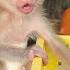 Early Morning Baby Monkey Moaning Very Fast Mom Treat Him