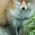 Red Fox Sound Recorded At Night Nature Sounds Shorts