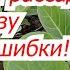 Когда сеять капусту на рассаду точные сроки для любого региона