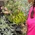 See What S Blooming At The Garden Center This Week Sales