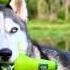 If I Ever Loved A Dog It Was Scarlett The Siberian Husky