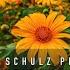 Markus Schulz In Bloom 2025 Best In Vocal Dance Vocal Trance Vocal Progressive House