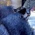 I Am Wearing Full Length Blue Fur Coat In Public People S Reaction PART 1