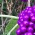 Purple Foward Taylor Lipari Hassett