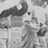 John Fogerty Centerfield