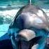 A Very Happy And Playful Dolphin With Beautiful Dolphin Sound