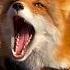 Fox Sound Shorts Fox