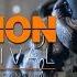 Tom Clancy S The Division Survival OST Heatseeker