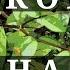 BORDER BETWEEN BANGKOK AND NONTHABURI THAILAND HERPING THAILAND