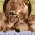 MGM UA Family Entertainment 1995 Logo