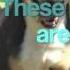 These Dogs Are Mine Last Friday Night Parody