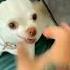 Angry Dog Barks Dog Shorts Youtuber High Animal